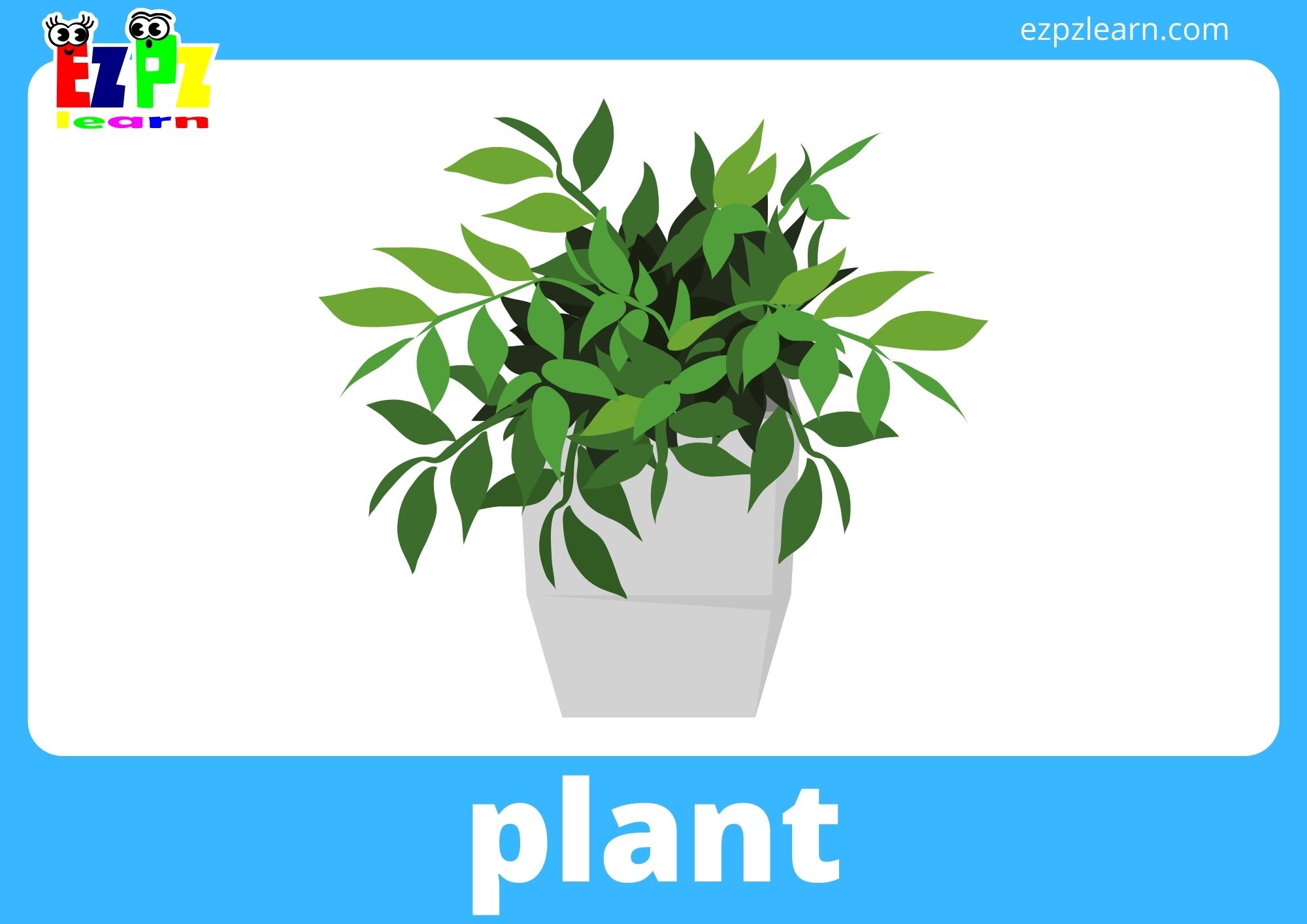 plant